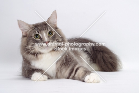 Blue Classic Tabby & White Norwegian Forest cat lying down