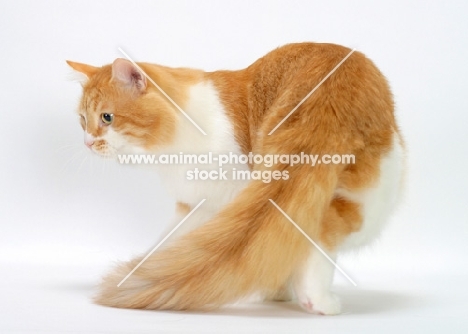 Red Mackerel Tabby & White Siberian cat