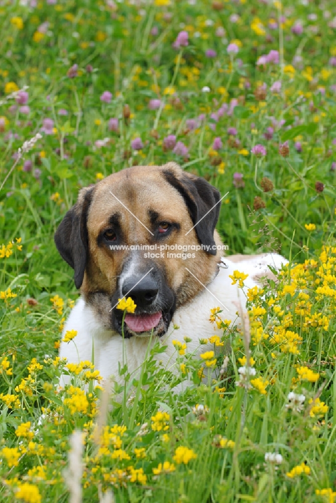 transmontano mastiff (cao de gado transmontano - portuguese flock guarddog), portrait