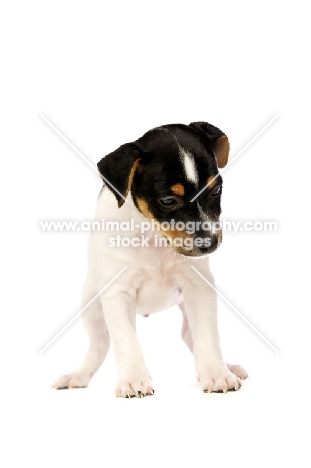 Jack Russell puppy isolated on a white background