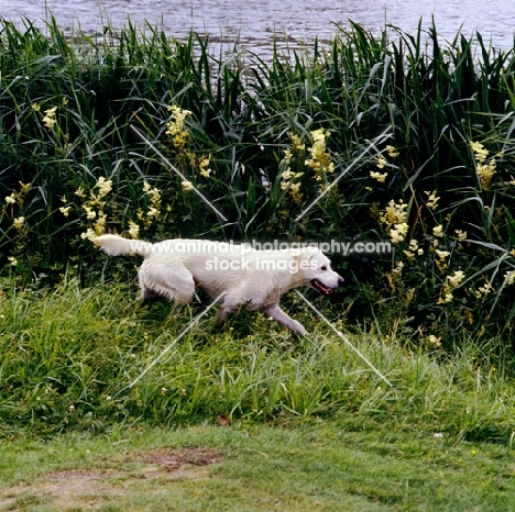 golden retriever trotting by reeds on the riverside