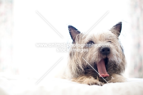 Shaggy wheaten Cairn terrier lying on bed, yawning and stretching.