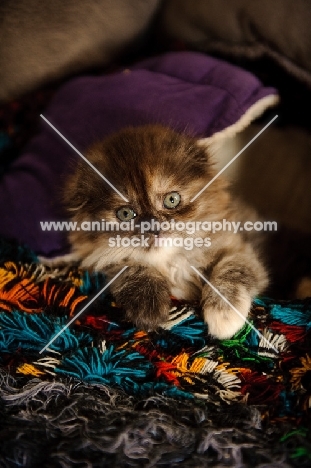 Scottish Fold kitten in blankets