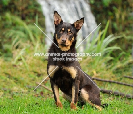 Australian Kelpie near waterfall