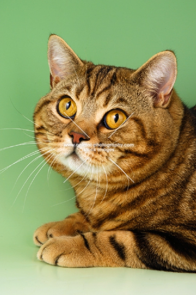 brown tabby british shorthair cat portrait