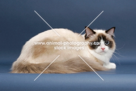 Seal Point Bi-Color ragdoll