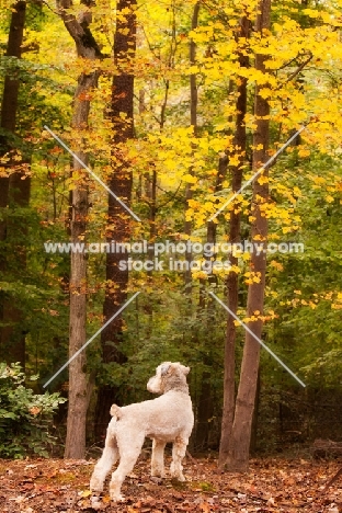 Soft Coated Wheaten Terrier in autumn