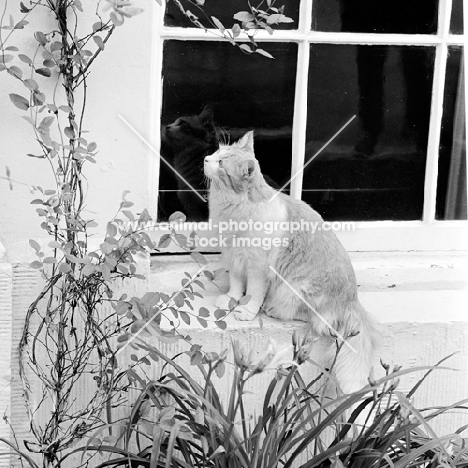 long haired cat on a window sill