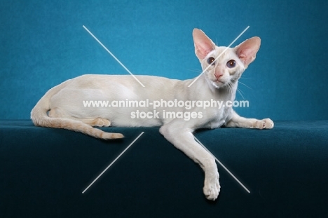 Siamese resting on blue background