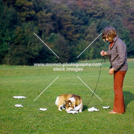pembroke corgi doing a scent test with her owner