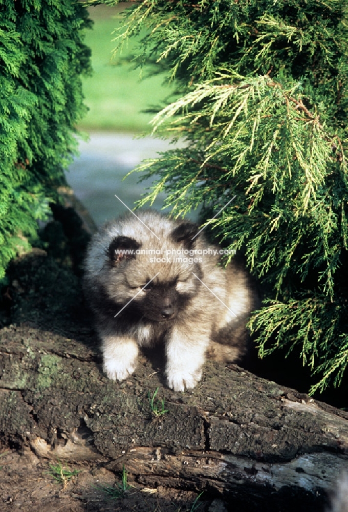 keeshond puppy climbing over a large log (by kind permission of Edward Arran)