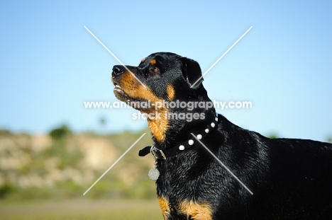 Rottweiler profile