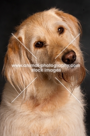 Goldendoodle, studio portrait