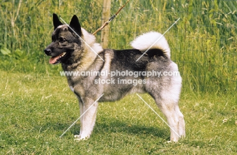 Norwegian Elkhound posed