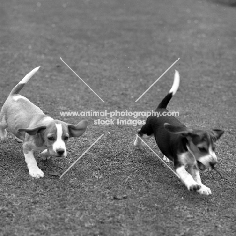 two beagles galoping