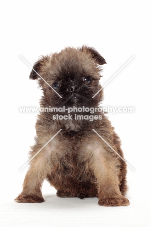 Griffon Bruxellois puppy on white background, looking at camera
