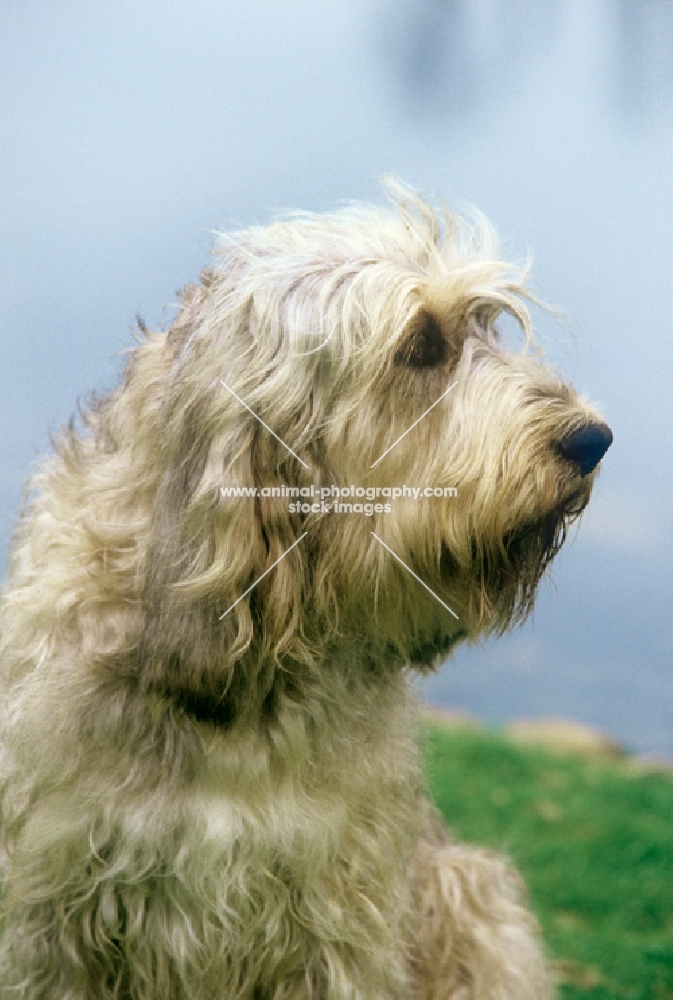 otterhound, am ch billekin amanda grizzlet, head study with blue water background