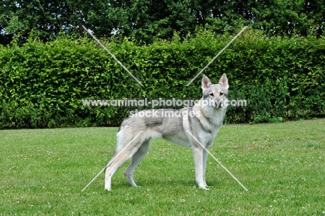 Tamaskan dog, side view