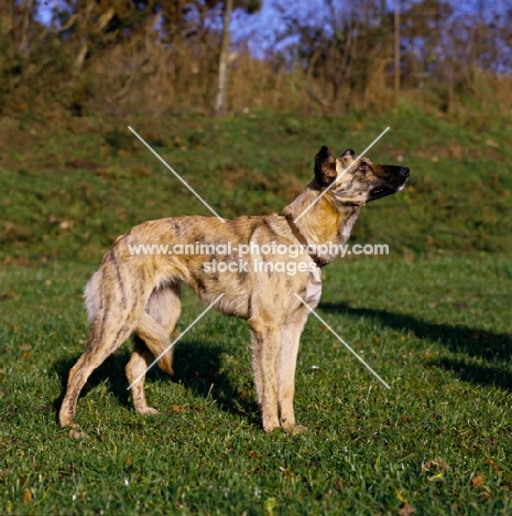 sideview of lurcher, x greyhound
