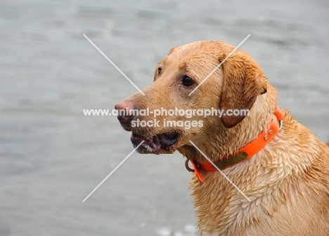 Labrador Retriever