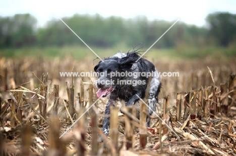 happy black and white English Setter running in a field