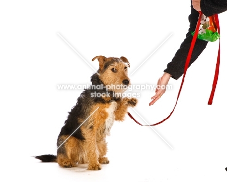 Cross bred dog giving paw