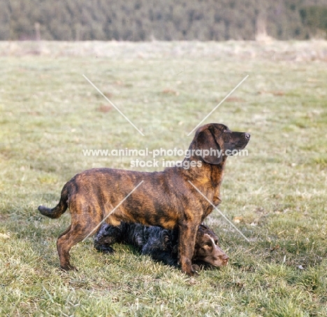 schweisshund with german spaniel lying behind