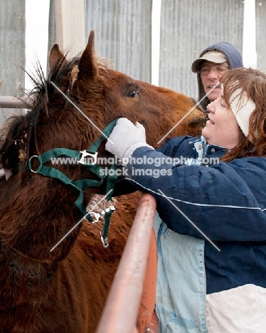 putting halter on a Morgan horse