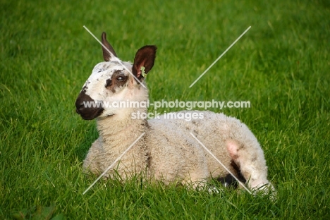 Bluefaced Leicester lamb