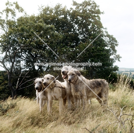 four irish wolfhounds from ballykelly