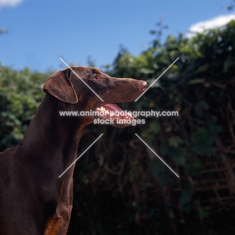 brown dobermann, head shot