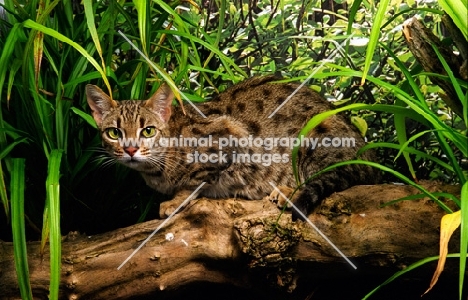 spotted bengal on a log