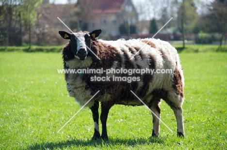 bonte Texel sheep, ewe