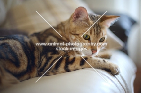 beautiful marble bengal on a couch