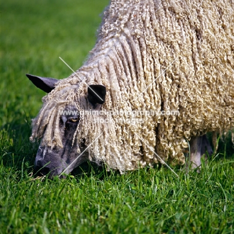 wensleydale sheep grazing