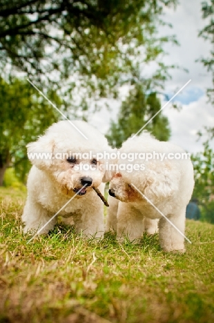 two Bichons playing with a stick