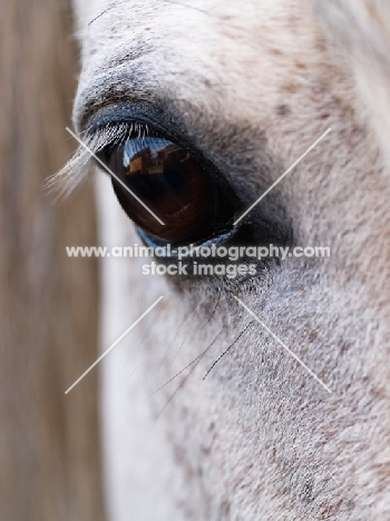 Connemara eye, close up