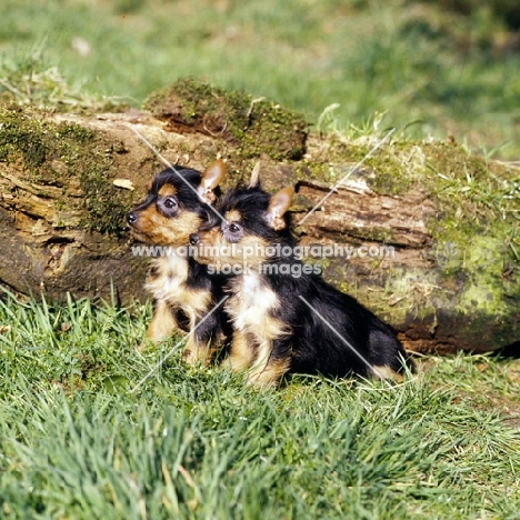 two australian terrier puppies sitting on grass by a log