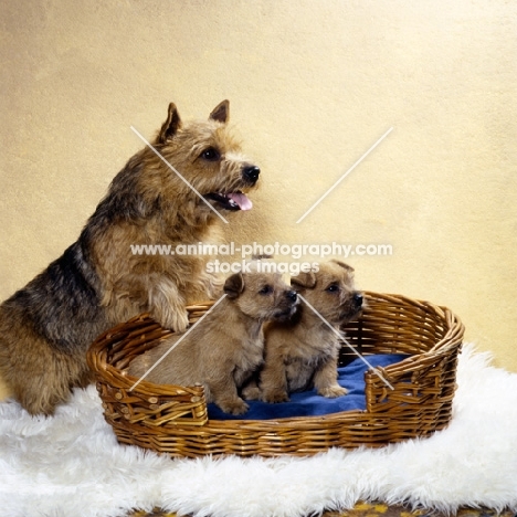 ch elve the scorceror  norwich terrier with two puppies in a basket