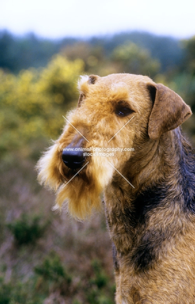 ch ginger xmas carol, airedale, crufts bis, portrait