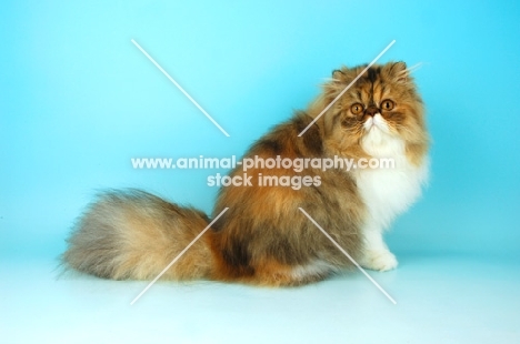 tortie tabby and white persian cat, sitting down