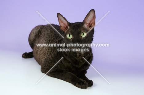 black smoke cornish rex lying down