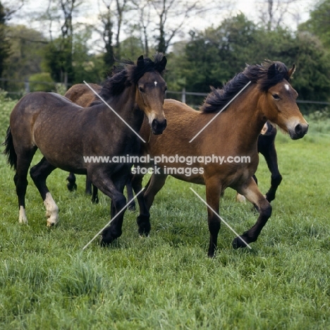 welsh cobs (section d) fillies and colts trotting together