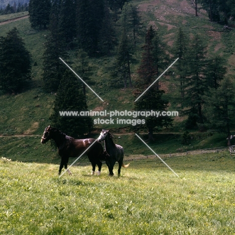 Lipizzaner colts at stubalm piber