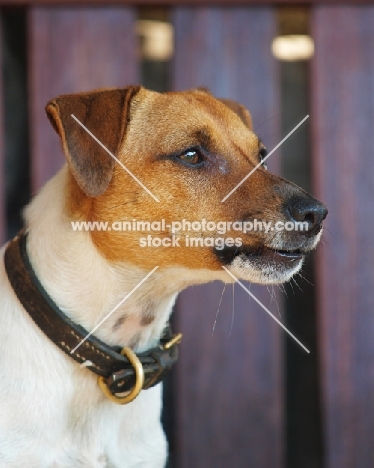 Jack Russell with fence in background