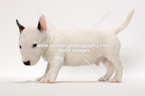 miniature Bull Terrier puppy on white background, side view