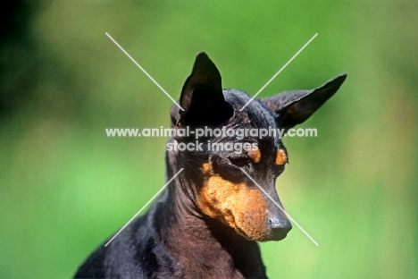 champion english toy terrier looking down