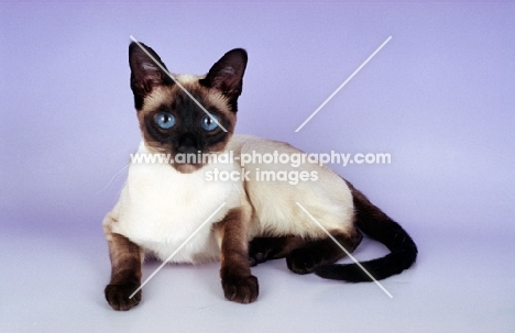 seal point traditional old style Siamese cat on purple background