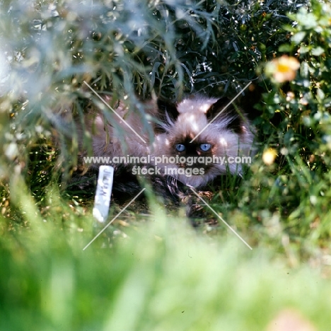 colourpoint kitten looking out from a flower bed. (Aka: Persian or Himalayan)