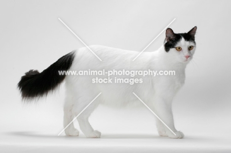 black and white Turkish Van cat, side view